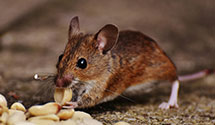 24 Hour & Emergency Exterminators in Millville, DE
